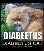 Image result for Diabetes Cat Meme