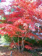 Image result for Acer Aureum