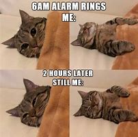 Image result for Cat Memes 300X300