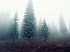Image result for iPhone Wallpaper Green Forest Fog