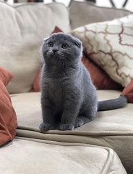 Image result for Cute Scottish Fold Cat