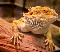 Image result for Where Is the Brain On a Lizard