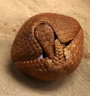 Image result for Armadillo Head Dress