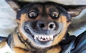 Image result for Funny Animal Videos Dogs