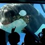 Image result for Death by Killer Whale