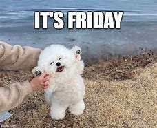 Image result for Almost Friday Dog Meme