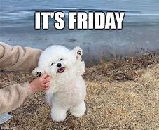 Image result for Happy Friday Funny Dog Meme