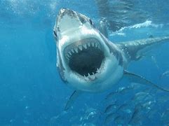 Image result for Real Shark On Plate