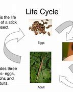 Image result for Stick Insect Life Cycle