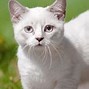 Image result for Munchkin Cat Sitting