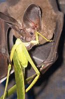 Image result for Chinese Bat Food