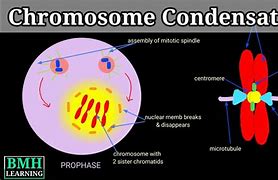 Image result for Chromosome Condensation
