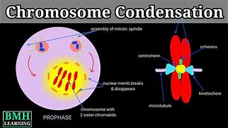 Image result for Chromosome Condensation Steps