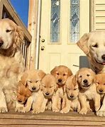 Image result for Cute Family Dogs