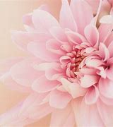 Image result for Light Floral Design Pink