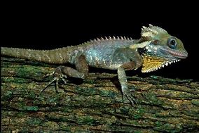 Image result for Dragon Lizard with Wings