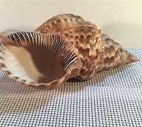 Image result for Seashells for Sale