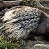 Image result for African Porcupine