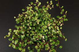 Image result for Muehlenbeckia complexa Pink Camouflage