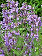 Image result for Salvia officinalis