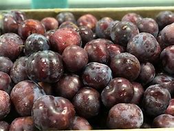 Image result for Purple Plum Fruit