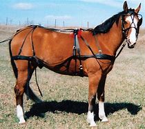 Image result for Make Haste Harness Horse