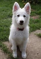 Image result for German Shepherd Baby Wite Nose