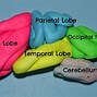 Image result for Brain Parts Cartoon