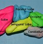 Image result for Picutre of Brain for Kids