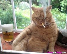 Image result for Cat Smoking Catnip