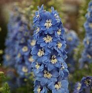 Image result for Delphinium Summer Skies (Pacific-Giant-Group)