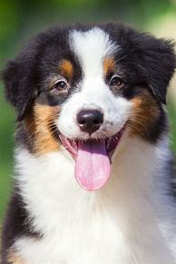 Image result for Tri Colored Australian Shepherd Puppies