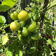 Image result for Solanum lycopersicum Gardeners Delight
