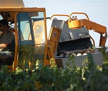 Image result for Harvesting of Grapes
