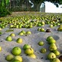 Image result for Little Apple of Death Tree