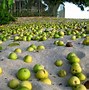 Image result for Manchineel Fruit Aka Little Apple of Death