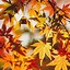 Image result for Fall iPhone Wallpaper