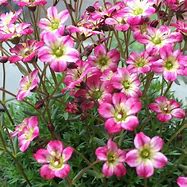 Image result for Saxifraga arendsii Pixie