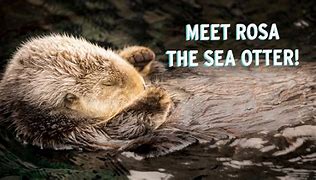 Image result for Rosa Otter