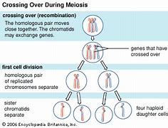 Image result for Crossing Over and Genetic Variation
