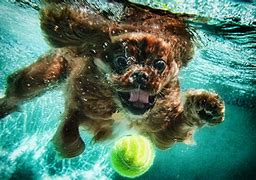 Image result for Fetch Animals