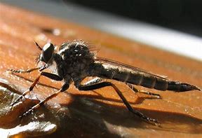 Image result for Bugs That Look Like Dragonflies
