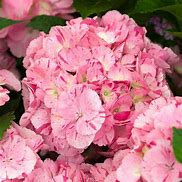 Image result for Hydrangea macrophylla SWEET MARSHMELLOW