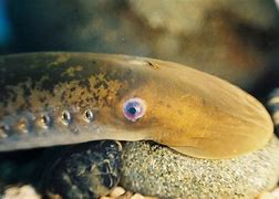 Image result for ciclostoma