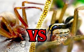 Image result for Wolf Spider vs Brown Recluse Look Alikes