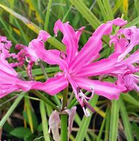 Image result for Nerine bowdenii Pearls of Cherry