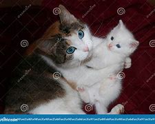 Image result for Cat Hugs Mom