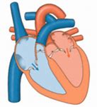 Image result for Common Cardiovascular System Diseases