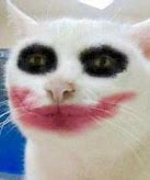 Image result for Cat Wearing Makeup Meme