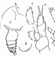 Afbeeldingsresultaten voor Pseudochirella obtusa Onderklasse. Grootte: 177 x 185. Bron: copepodes.obs-banyuls.fr